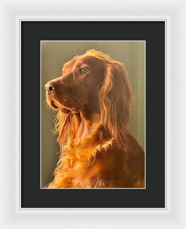Aine the Regal Irish Setter - Framed Print