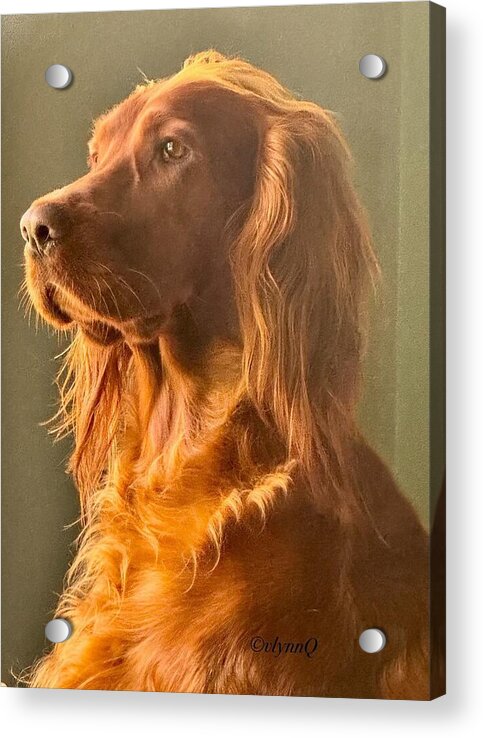 Aine the Regal Irish Setter - Acrylic Print