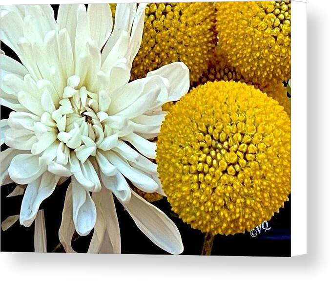 Chrysanthemum and Yellow Spheres - Canvas Print