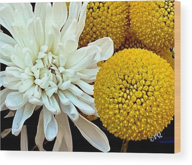 Chrysanthemum and Yellow Spheres - Wood Print