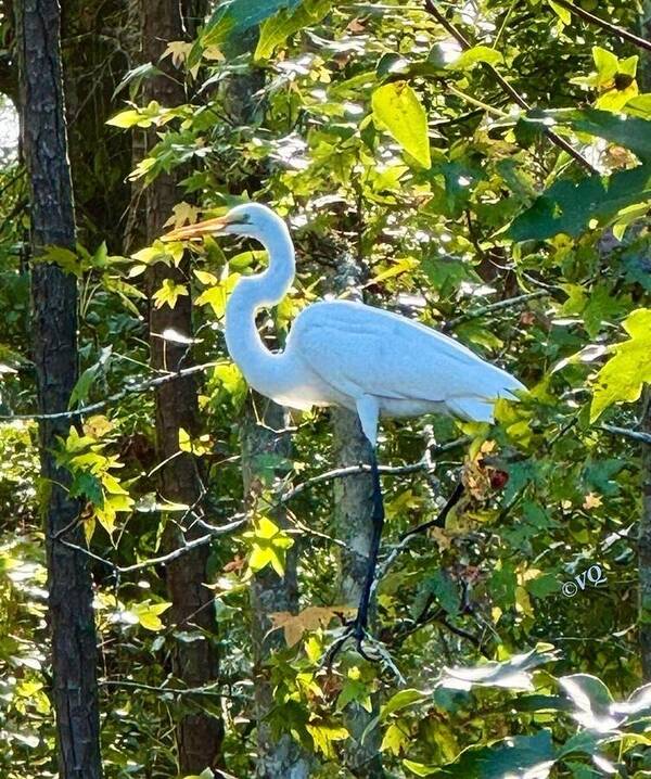 Egret Posing Among Lush Foliage - Art Print
