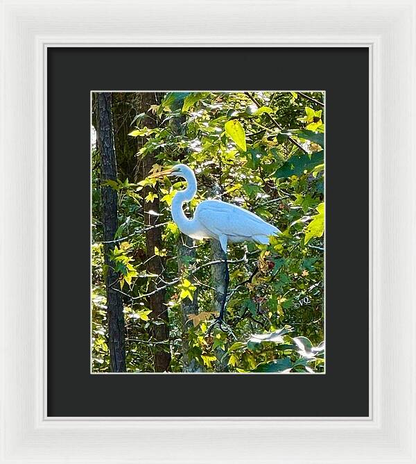 Egret Posing Among Lush Foliage - Framed Print