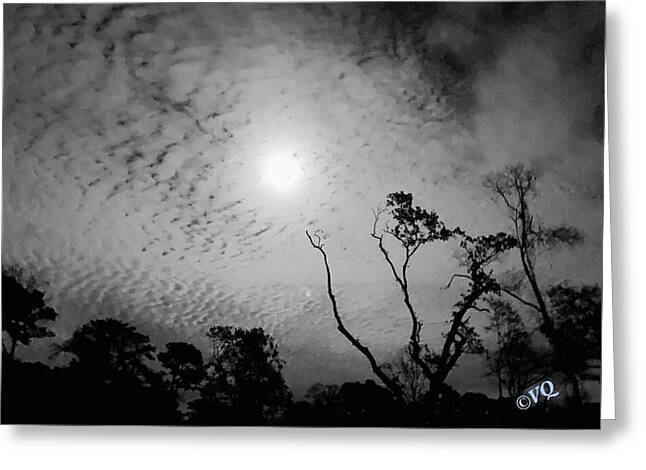 Moonlit Night with Silhouetted Trees - Greeting Card