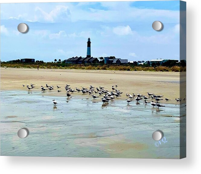 Seagulls on a Sandy Shoreline - Acrylic Print