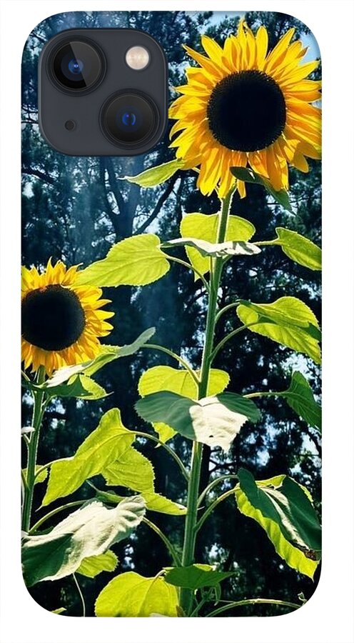 Sunflowers Reaching Towards the Sky - Phone Case