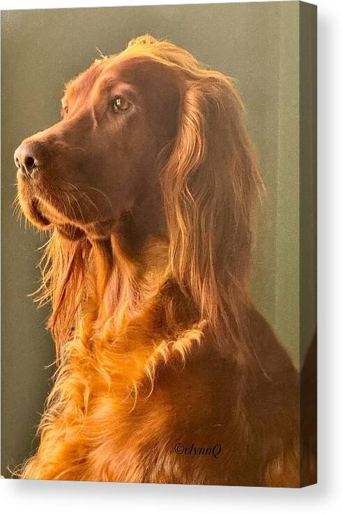 Aine the Regal Irish Setter - Canvas Print