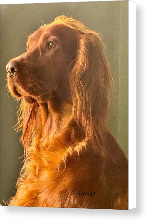 Aine the Regal Irish Setter - Canvas Print