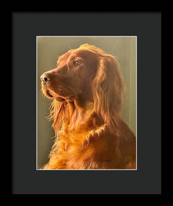 Aine the Regal Irish Setter - Framed Print
