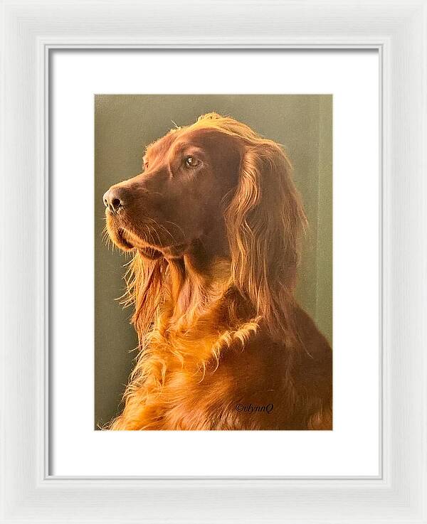 Aine the Regal Irish Setter - Framed Print