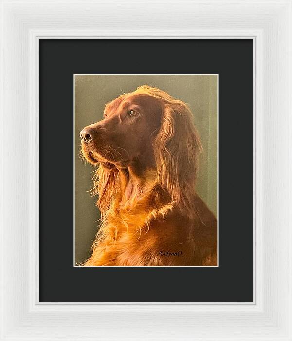 Aine the Regal Irish Setter - Framed Print