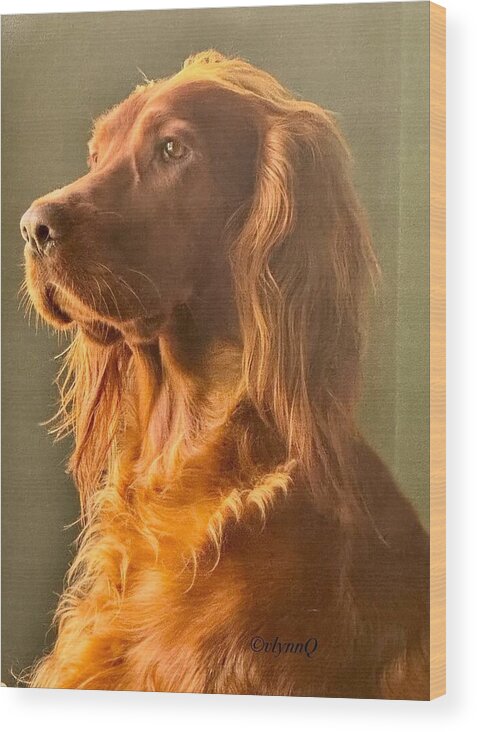 Aine the Regal Irish Setter - Wood Print
