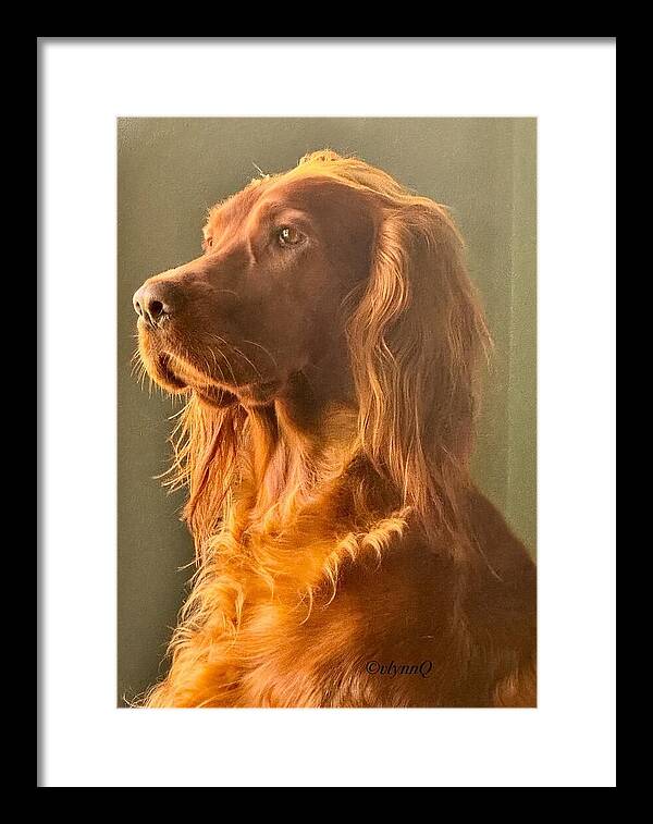 Aine the Regal Irish Setter - Framed Print