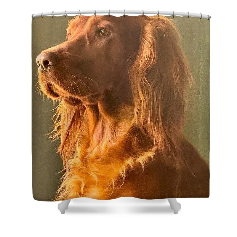 Aine the Regal Irish Setter - Shower Curtain