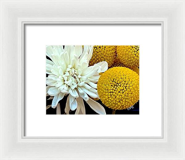 Chrysanthemum and Yellow Spheres - Framed Print