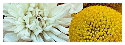 Chrysanthemum and Yellow Spheres - Yoga Mat