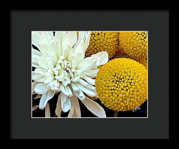 Chrysanthemum and Yellow Spheres - Framed Print