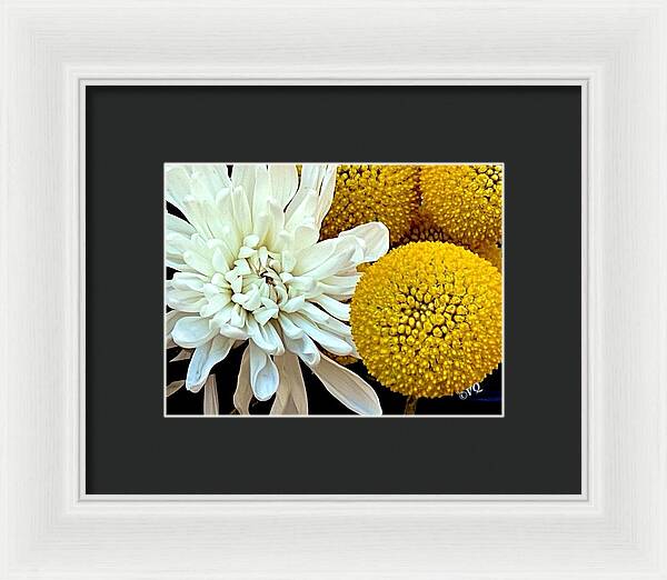 Chrysanthemum and Yellow Spheres - Framed Print