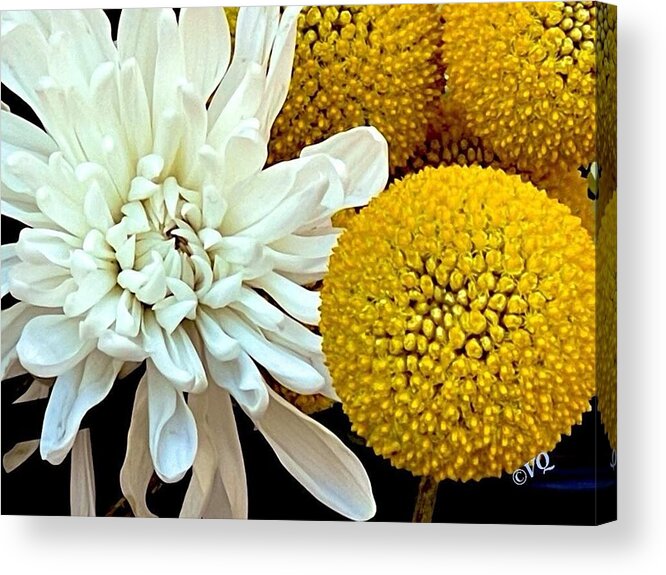 Chrysanthemum and Yellow Spheres - Acrylic Print