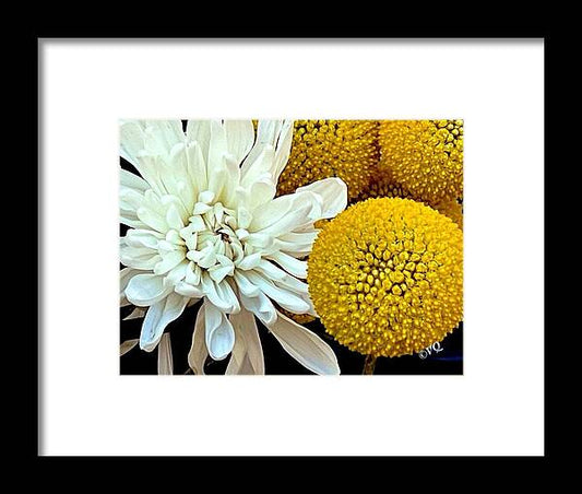 Chrysanthemum and Yellow Spheres - Framed Print