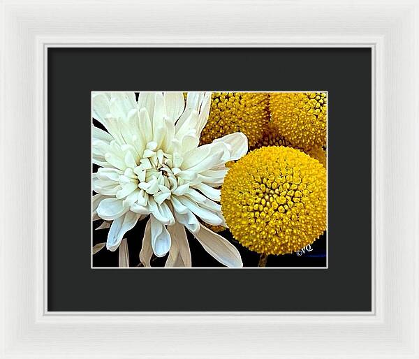 Chrysanthemum and Yellow Spheres - Framed Print