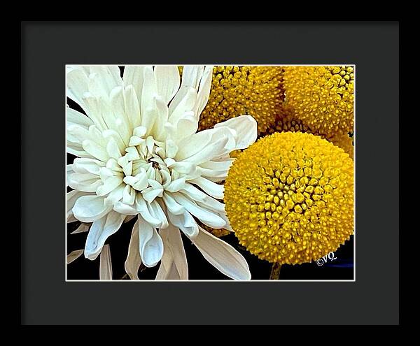 Chrysanthemum and Yellow Spheres - Framed Print