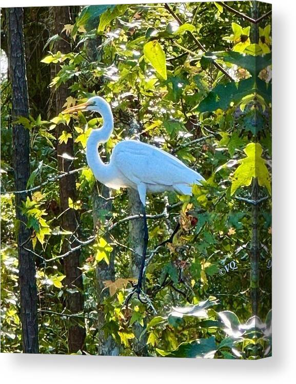 Egret Posing Among Lush Foliage - Canvas Print