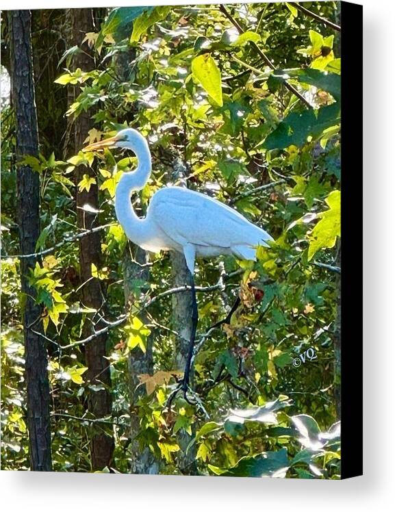 Egret Posing Among Lush Foliage - Canvas Print