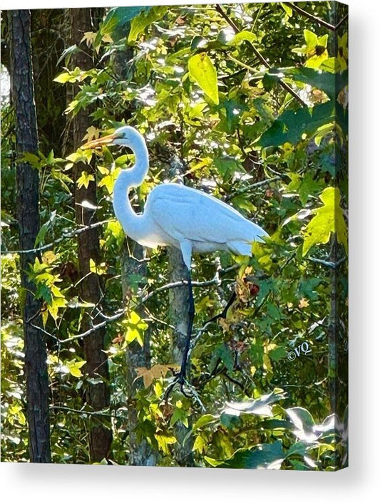 Egret Posing Among Lush Foliage - Acrylic Print