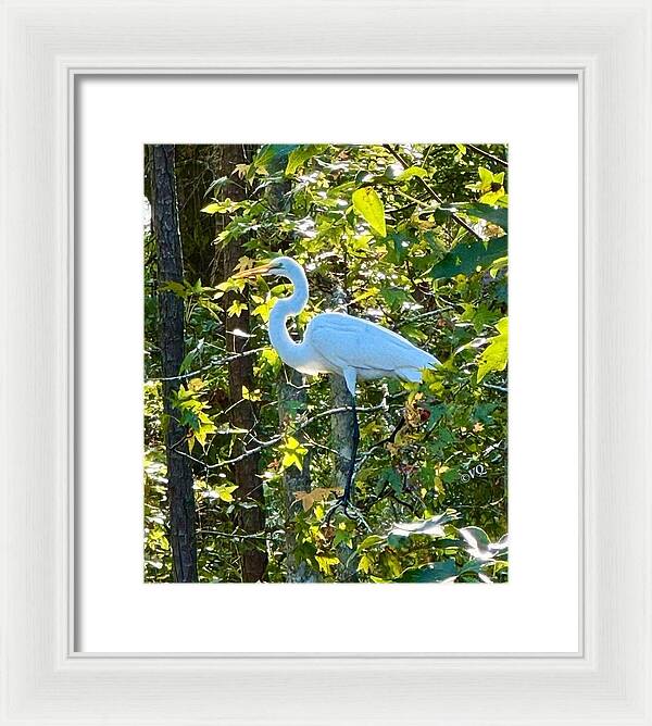 Egret Posing Among Lush Foliage - Framed Print
