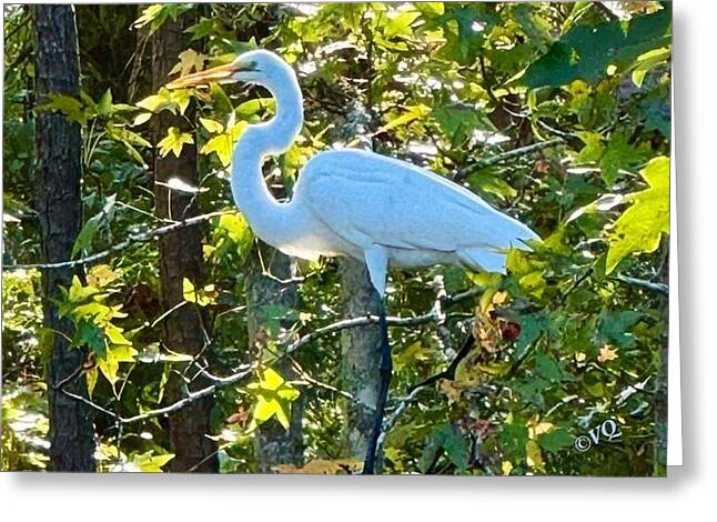 Egret Posing Among Lush Foliage - Greeting Card