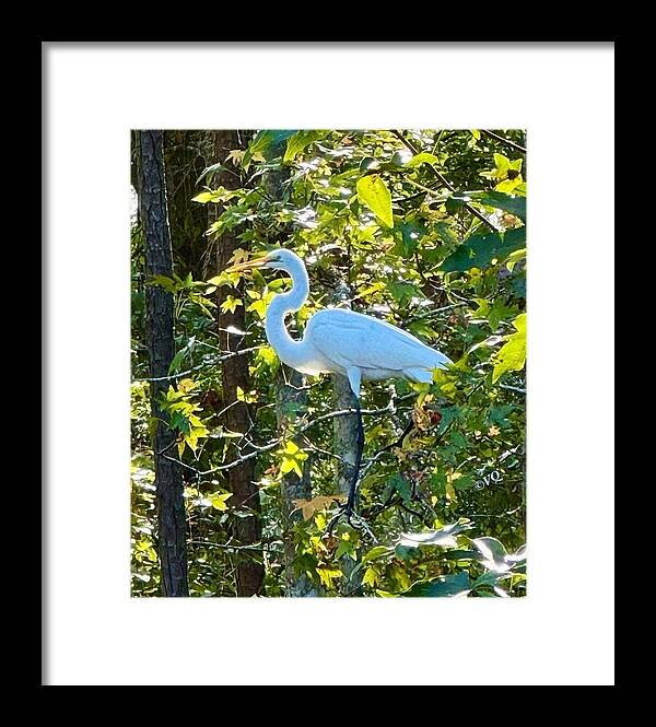 Egret Posing Among Lush Foliage - Framed Print