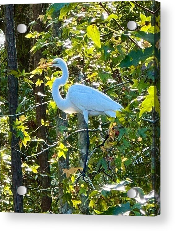 Egret Posing Among Lush Foliage - Acrylic Print