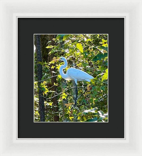 Egret Posing Among Lush Foliage - Framed Print