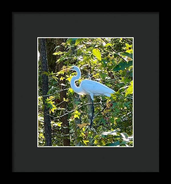 Egret Posing Among Lush Foliage - Framed Print