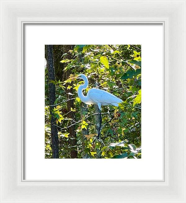 Egret Posing Among Lush Foliage - Framed Print