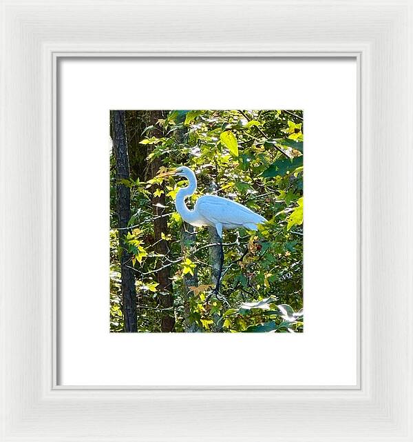 Egret Posing Among Lush Foliage - Framed Print