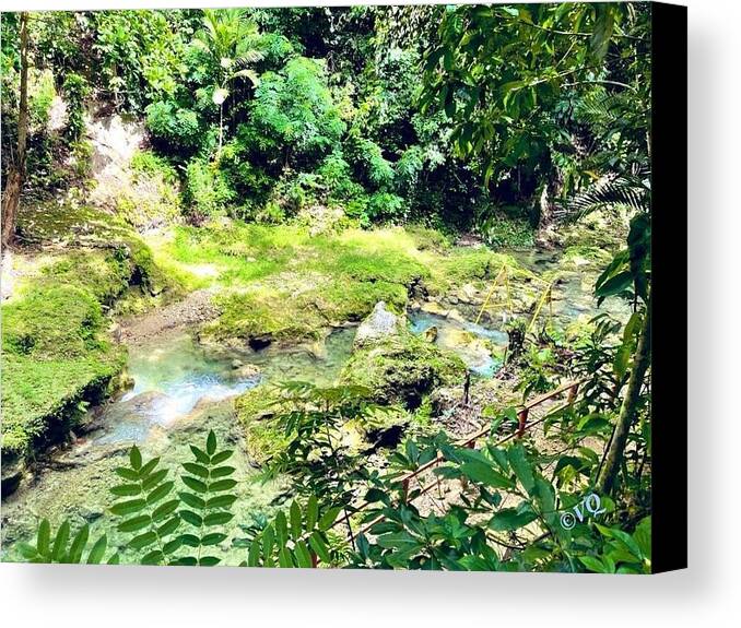 Lush Jungle Stream - Canvas Print