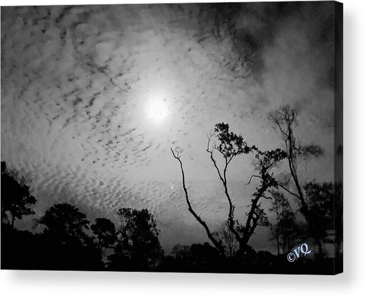 Moonlit Night with Silhouetted Trees - Acrylic Print