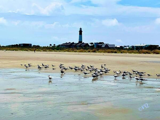 Seagulls on a Sandy Shoreline - Art Print