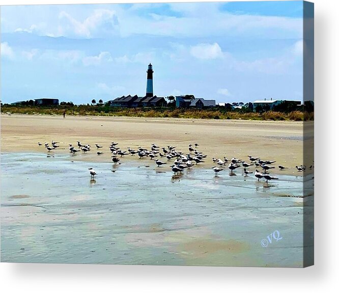 Seagulls on a Sandy Shoreline - Acrylic Print