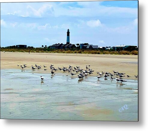 Seagulls on a Sandy Shoreline - Metal Print