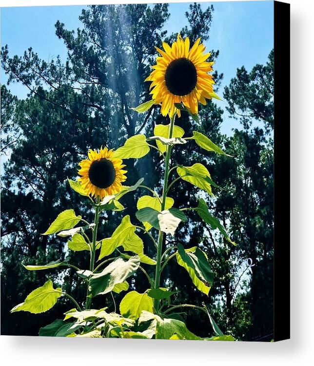 Sunflowers Reaching Towards the Sky - Canvas Print