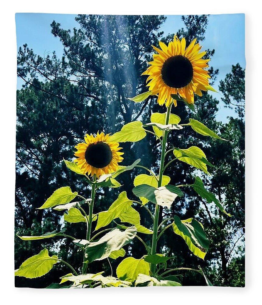 Sunflowers Reaching Towards the Sky - Blanket