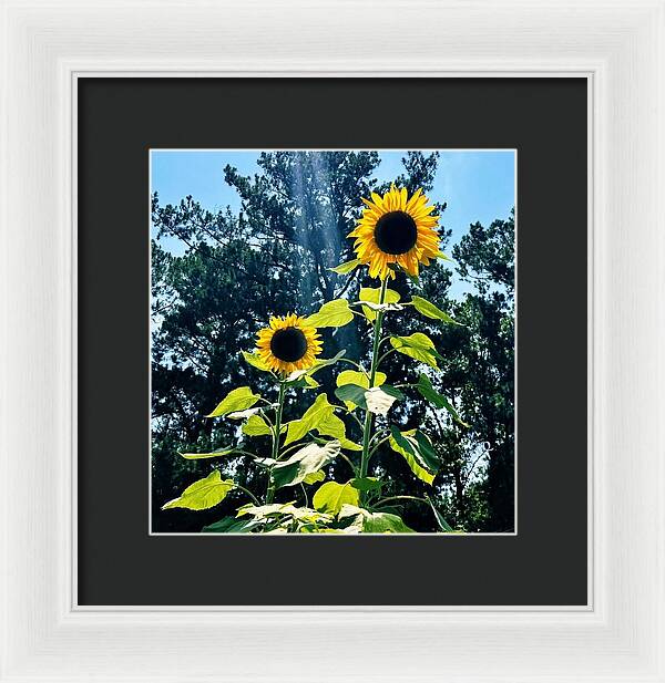 Sunflowers Reaching Towards the Sky - Framed Print