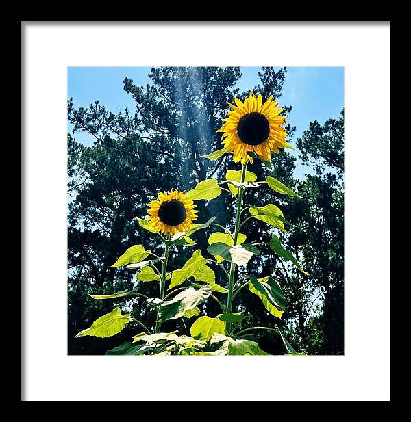 Sunflowers Reaching Towards the Sky - Framed Print