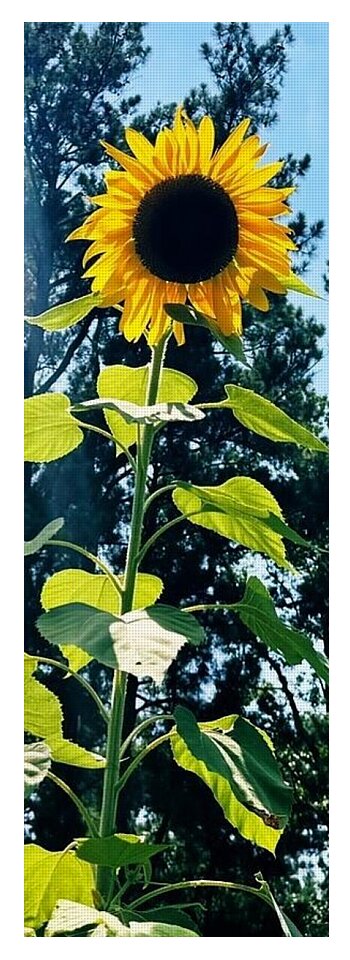 Sunflowers Reaching Towards the Sky - Yoga Mat