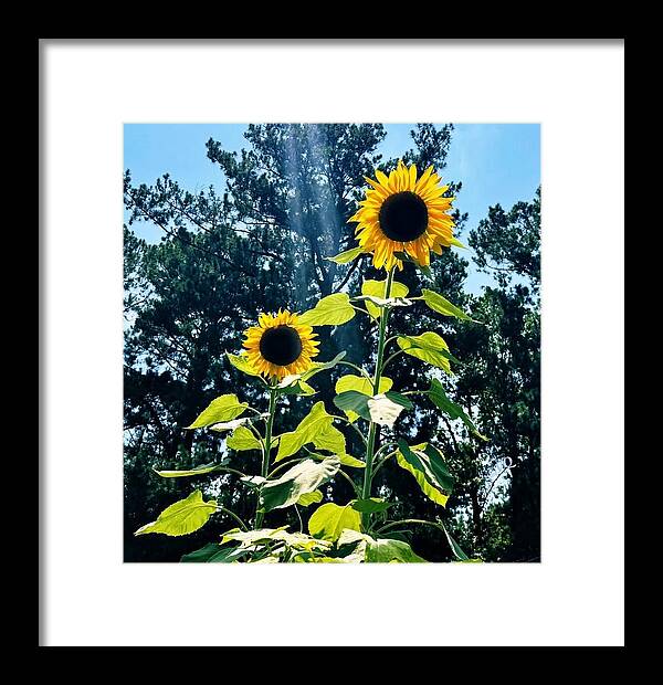 Sunflowers Reaching Towards the Sky - Framed Print