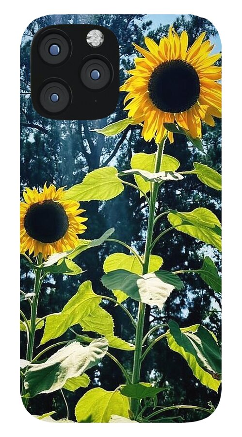 Sunflowers Reaching Towards the Sky - Phone Case