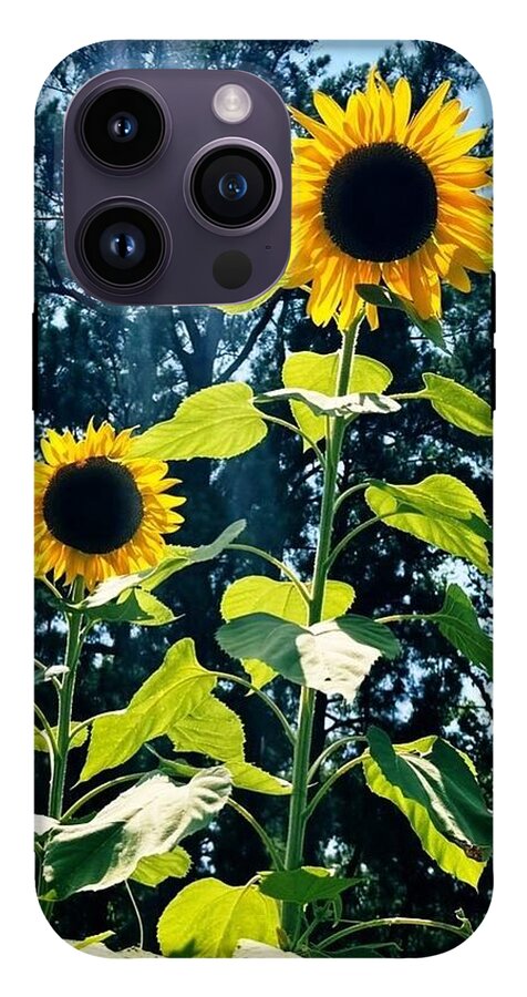 Sunflowers Reaching Towards the Sky - Phone Case