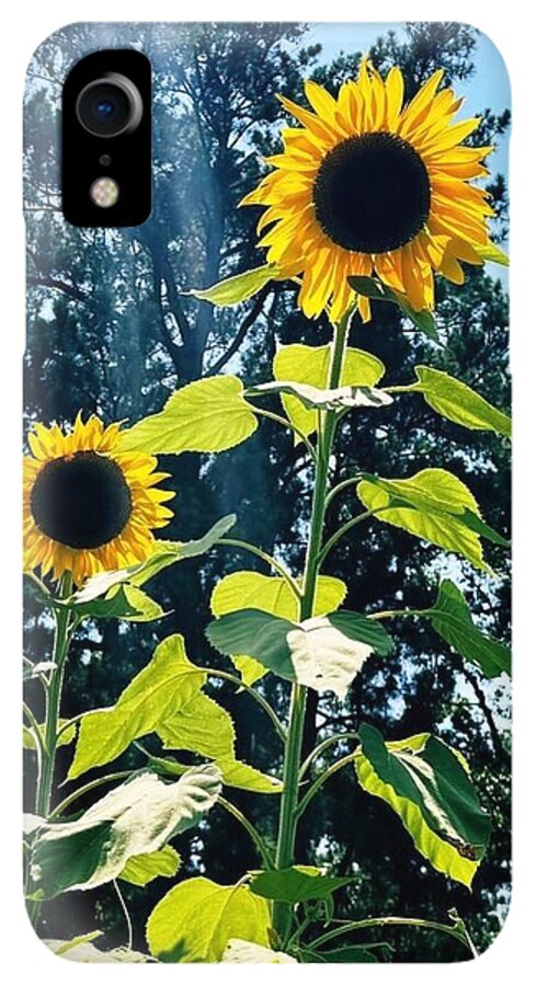 Sunflowers Reaching Towards the Sky - Phone Case